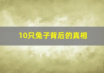 10只兔子背后的真相