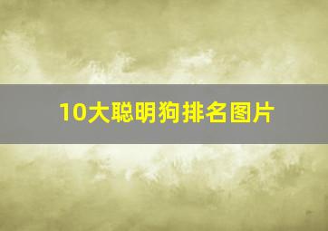 10大聪明狗排名图片