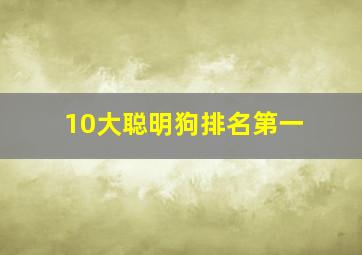 10大聪明狗排名第一