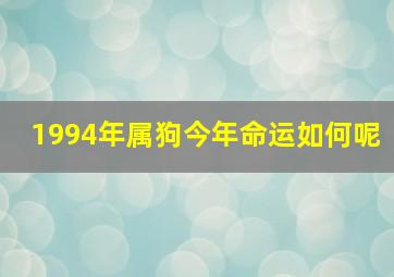 1994年属狗今年命运如何呢