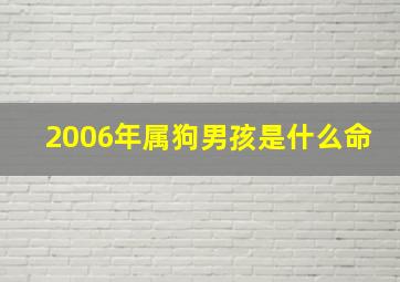 2006年属狗男孩是什么命