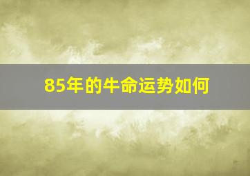 85年的牛命运势如何