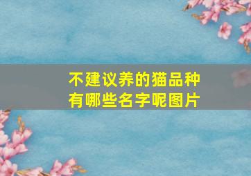 不建议养的猫品种有哪些名字呢图片