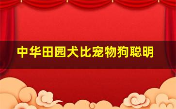 中华田园犬比宠物狗聪明