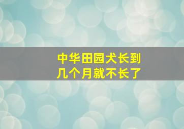 中华田园犬长到几个月就不长了