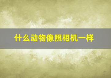 什么动物像照相机一样