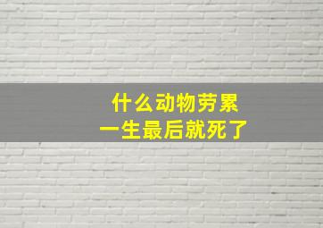 什么动物劳累一生最后就死了