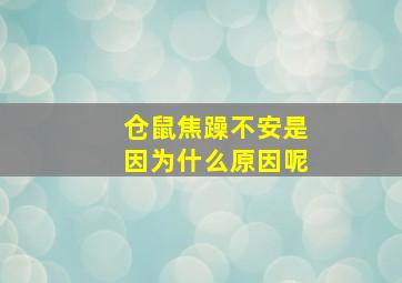 仓鼠焦躁不安是因为什么原因呢