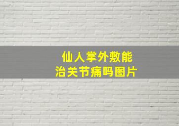 仙人掌外敷能治关节痛吗图片