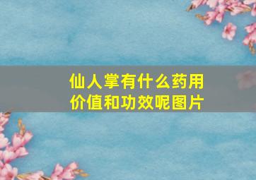 仙人掌有什么药用价值和功效呢图片