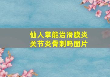 仙人掌能治滑膜炎关节炎骨刺吗图片