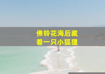 佛铃花海后藏着一只小狐狸