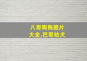 八哥狗狗图片大全,巴哥幼犬