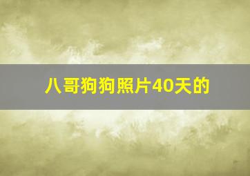 八哥狗狗照片40天的