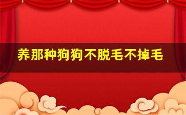 养那种狗狗不脱毛不掉毛