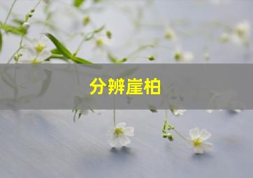 分辨崖柏