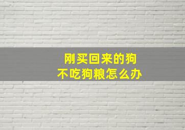 刚买回来的狗不吃狗粮怎么办