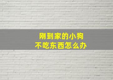 刚到家的小狗不吃东西怎么办