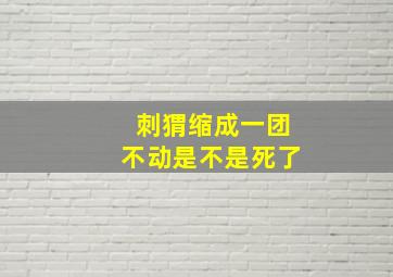 刺猬缩成一团不动是不是死了