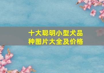 十大聪明小型犬品种图片大全及价格