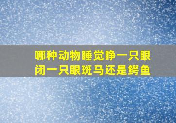 哪种动物睡觉睁一只眼闭一只眼斑马还是鳄鱼