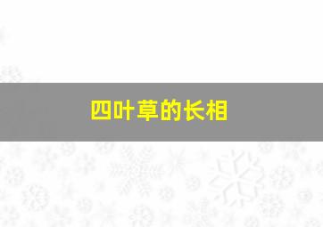 四叶草的长相