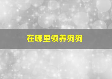 在哪里领养狗狗