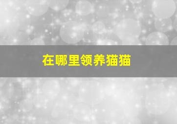 在哪里领养猫猫