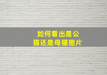 如何看出是公猫还是母猫图片