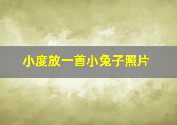 小度放一首小兔子照片