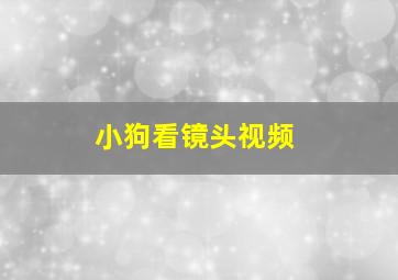 小狗看镜头视频