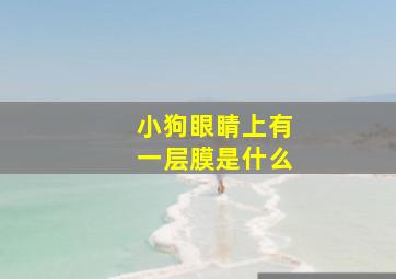 小狗眼睛上有一层膜是什么