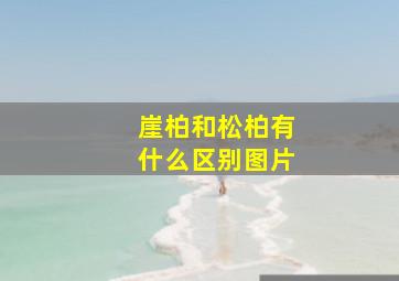 崖柏和松柏有什么区别图片