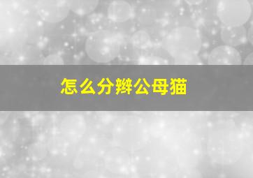 怎么分辫公母猫