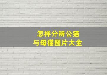 怎样分辨公猫与母猫图片大全