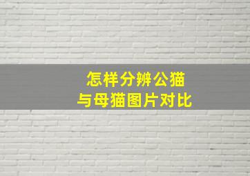 怎样分辨公猫与母猫图片对比