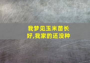 我梦见玉米苗长好,我家的还没种