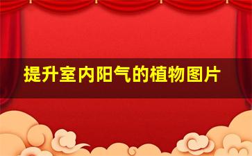 提升室内阳气的植物图片