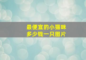 最便宜的小猫咪多少钱一只图片