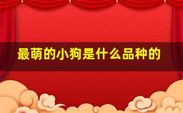 最萌的小狗是什么品种的