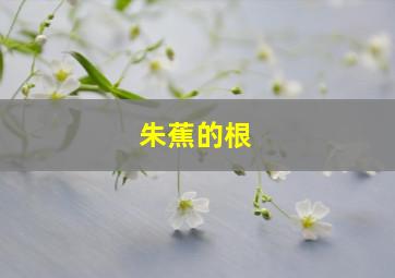 朱蕉的根