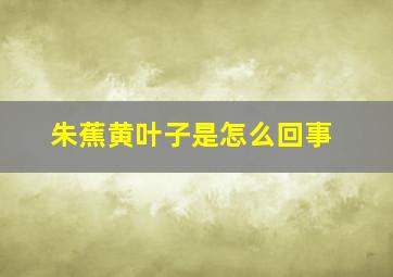 朱蕉黄叶子是怎么回事