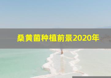 桑黄菌种植前景2020年