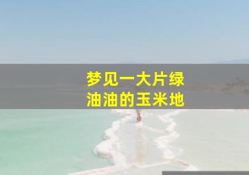 梦见一大片绿油油的玉米地