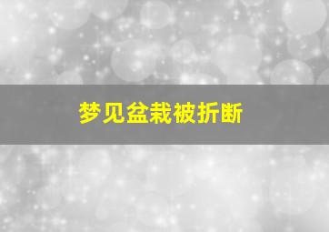 梦见盆栽被折断