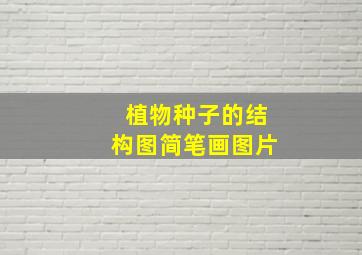 植物种子的结构图简笔画图片