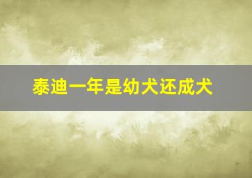 泰迪一年是幼犬还成犬