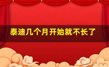 泰迪几个月开始就不长了