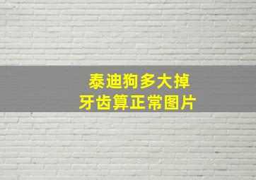 泰迪狗多大掉牙齿算正常图片