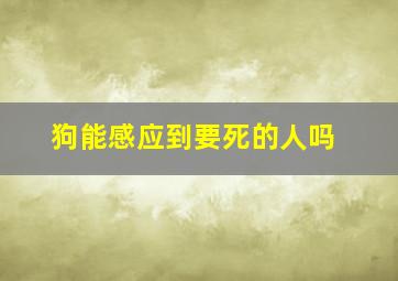 狗能感应到要死的人吗